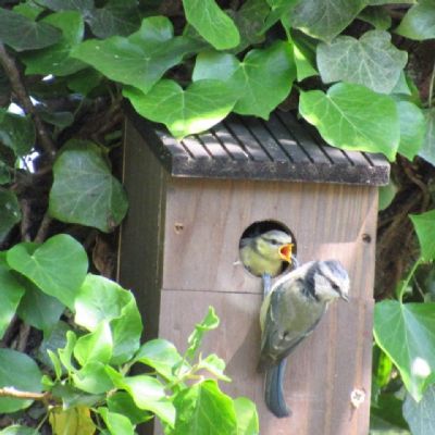 Where have you been You're supposed to stay at home! - Alison Newlands Staff(1)